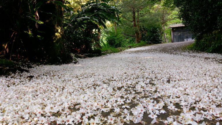 2022苗栗油桐花季|金成露營渡假山莊 2022苗栗油桐花季|金成露營渡假山莊