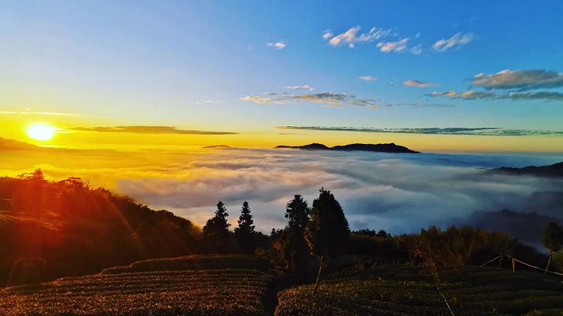 【嘉義五大雲海露營推薦】許家茶園民宿露營區