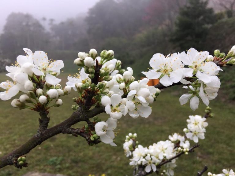2022苗栗油桐花季|雲想家露營區 2022苗栗油桐花季|雲想家露營區