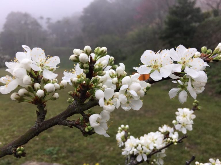 2022苗栗油桐花季｜雲想家露營區