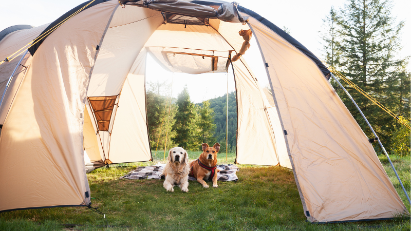 狗狗在客廳帳裡面