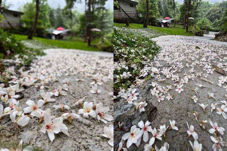 油桐花露營區|苗栗|晨境森林露營區