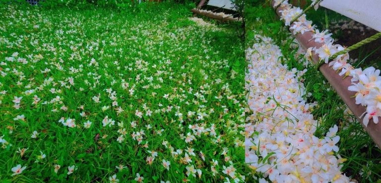 油桐花露營區|苗栗|逗點露營區