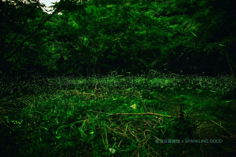 南投|星空谷露營地 x Sparkling Good|星空與螢火蟲秘境